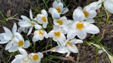 İlk bahar, açık havada açan beyaz kır çiçekleri, parktaki güzel bitkiler yakın plan çekimleri.