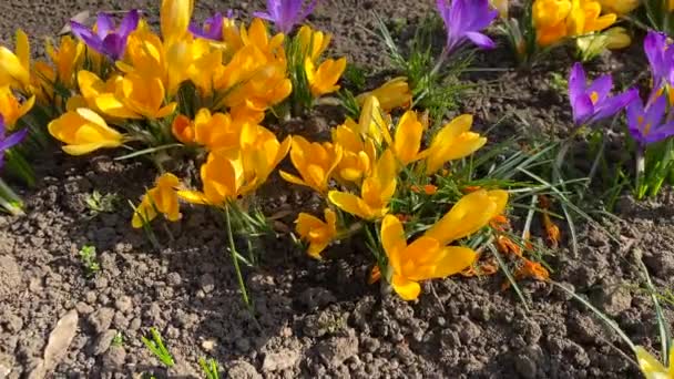 最初の春の黄色と紫のクロッカスの花が屋外に咲き 公園で美しい植物がクローズアップされました — ストック動画