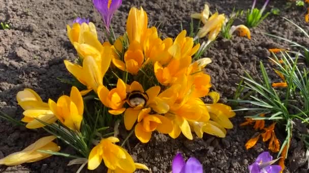 Pierwsza Wiosna Żółte Fioletowe Kwiaty Krokusa Kwitnące Zewnątrz Dzikie Pszczoły — Wideo stockowe