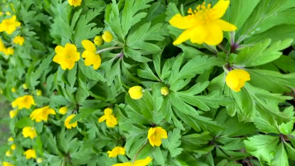 Časné Jarní Květiny Malé Žluté Květy Sasanky Parku Vertikální Záběr — Stock video