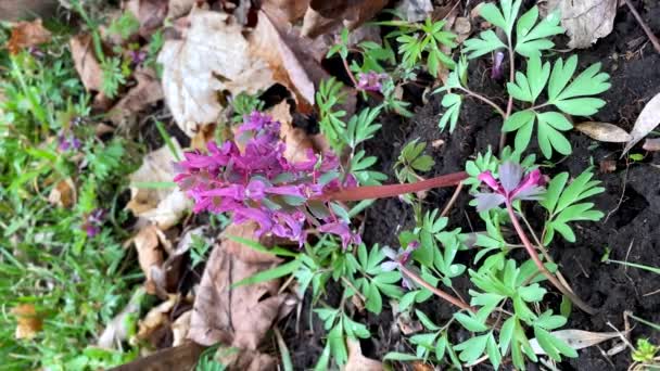 初期の紫色の春の花垂直ショット 小さな春の野生の花や公園で新鮮な葉 美しい花の背景 — ストック動画
