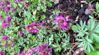 Erken mor bahar çiçekleri dikey çekim, küçük yaban çiçekleri ve parkta taze yapraklar, güzel çiçek arkaplanı.