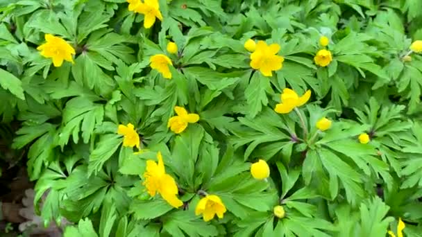 Νωρίς Την Άνοιξη Λουλούδια Μικρά Κίτρινα Αγριολούλουδα Ανεμώνες Στο Πάρκο — Αρχείο Βίντεο