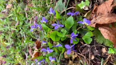 Menekşe maedow, erken mavi bahar çiçekleri dikey çekim, küçük yaban çiçekleri ve parkta taze yapraklar, güzel çiçek arkaplanı
