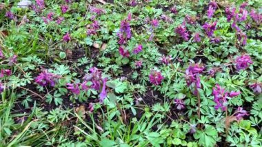 Erken mor bahar çiçekleri, küçük kır çiçekleri ve parkta taze yapraklar, güzel çiçekli arka plan.