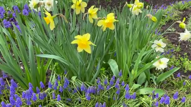 庭の地面に自生する天然の新鮮な春の花 小さな紫色と黄色の花と緑の草 — ストック動画