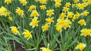 Sarı nergis tarlaları, baharda açan çiçekler, kameralı hareketler.