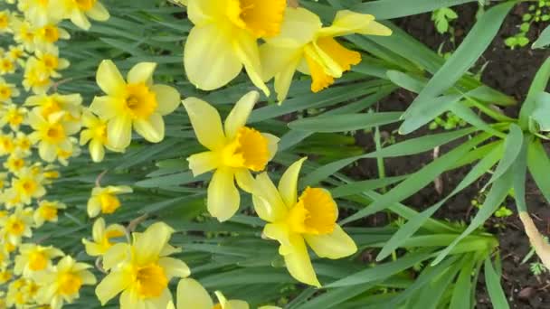 Pole Žlutých Narcisů Jarní Květiny Rostoucí Zahradě Kamer Pohyb Vertikální — Stock video