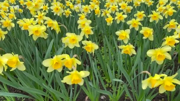 黄色の水仙のフィールド 庭で成長している春の花 カメラの動き — ストック動画