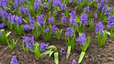 Güzel yabani çiçekler, taze yeşil çimlerde mavi sümbül yakın plan, kamera hareket ediyor.