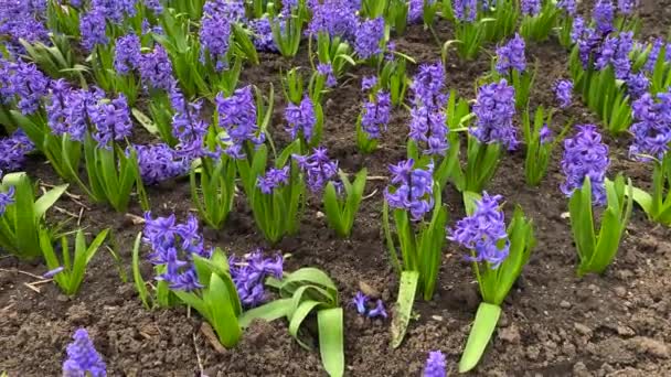 Piękne Dzikie Kwiaty Niebieski Hiacynt Świeżej Zielonej Trawie Zbliżenie Aparat — Wideo stockowe
