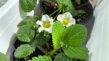 Küçük kaplarda çiçek açan çilekler, yaprakların üzerine su damlatan beyaz bahar çiçekleri, ev bahçeleri.
