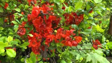 Bahar çiçeği açan çalılar, güneşli bir günde yeşil dallarda çiçekler okumak yakın plan, botanik arka plan