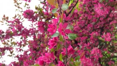 Bahar ağacı, pembe çiçekler rüzgarda titriyor dikey çekim, canlı meyve ağaçları çiçek açıyor.