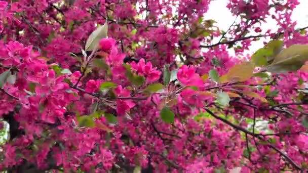 春咲きの木 風に揺れるピンクの花のクローズアップ撮影 鮮やかな果実の木の花 — ストック動画
