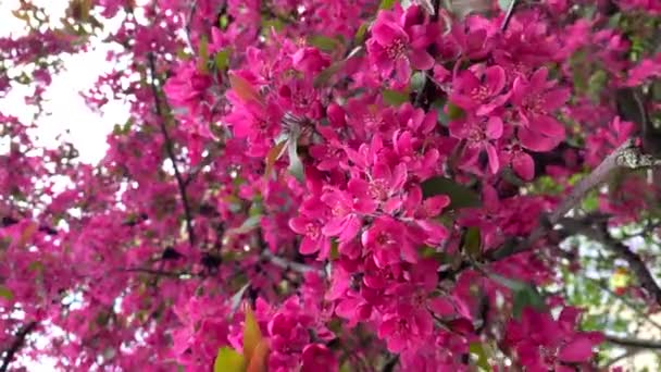 Bahar Ağacı Pembe Çiçekler Rüzgarda Titriyor Dikey Çekim Canlı Meyve — Stok video
