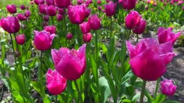 Güzel pembe laleler rüzgarda sallanıyor parkta, bahçe çiçekleri güneşli bahar gününde.
