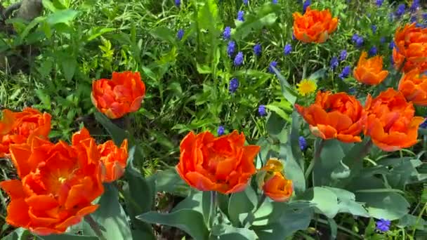 Piękne Pomarańczowe Tulipany Kołyszą Się Wietrze Parku Kwiaty Ogrodowe Słoneczny — Wideo stockowe
