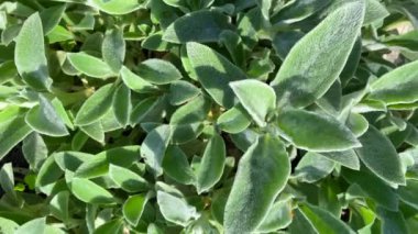 Parlak güneşli bir günde yoğun yeşil bahar yaprakları, botanik arka plan