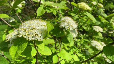 Bahar çiçekli kırmızı viburum çalısı, beyaz çiçekler hafif bir esintide sallanıyor. Yakın çekim.