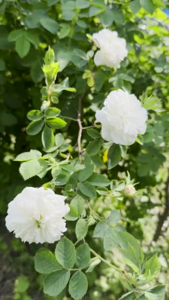 Rosa Rampicante Bianca Fiori Fiore Giardino Fiore Estivo Nel Vento — Video Stock
