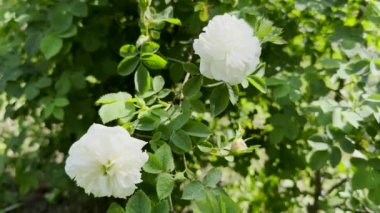 Beyaz tırmanan gül çiçekleri bahçede açıyor, yaz çiçekleri rüzgarda, yakın plan çekimlerde.