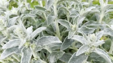 Yumuşak kadife yapraklar, yeşil baharda bahçe bitkisinin yakın plan çekimi.