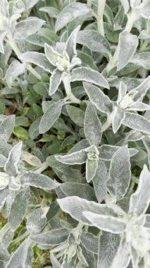 Yumuşak kadife yapraklar, yeşil baharda bahçe bitkisi dikey yakın çekim