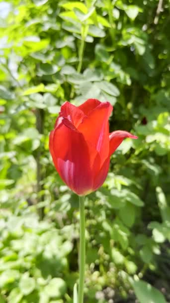 Satu Bunga Tulip Merah Taman Hijau Berayun Dalam Angin Keluar — Stok Video