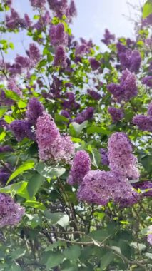 Çiçek açan leylak çalısı, bahar çiçekleri rüzgarda hareket ediyor. Yakın plan dikey çekim.
