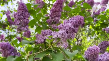 Çiçek açan leylak çalıları, bahar çiçekleri rüzgarda hareket eden güneş ışığı yakın çekim.