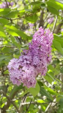 Çiçek açan leylak çalısı, bahar çiçekleri rüzgarda hareket ediyor. Yakın plan dikey çekim.