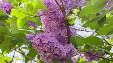 Çiçek açan leylak çalıları, bahar çiçekleri rüzgarda hareket eden güneş ışığı yakın çekim.