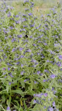 Açık havada açan güzel mor kır çiçeklerinin detaylı bir görüntüsü, canlı renklerini ve narin taç yapraklarını gözler önüne seriyor..