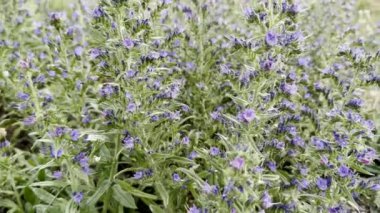 Tomurcuklanan mor kır çiçeklerinin yemyeşil bir görüntüsü güzel bir bahar esansını canlı bir çayırda yakalar.