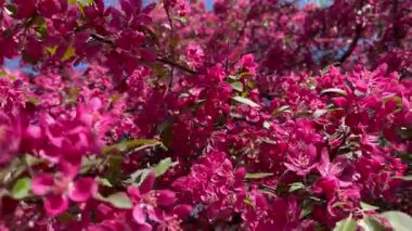 Çiçekli yaban elması, rüzgarda açan meyve ağaçlarının canlı pembe baharı, doğal çiçekli arka plan, yakın çekim