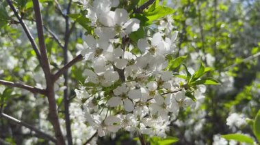 Çiçek açan kiraz, rüzgarda açan meyve ağaçlarının parlak beyaz baharı, doğal çiçekli arka plan, yakın çekim.