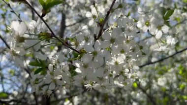 Çiçek açan kiraz, rüzgarda açan meyve ağaçlarının parlak beyaz baharı, doğal çiçekli arka plan, yakın çekim.