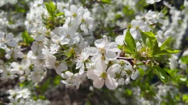 Çiçek açan kiraz, rüzgarda açan meyve ağaçlarının parlak beyaz baharı, doğal çiçekli arka plan, yakın çekim.