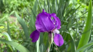 Mor iris çiçeği yeşil çimlerde, baharda bahçe çiçekleri taç yaprakları, yakın çekim