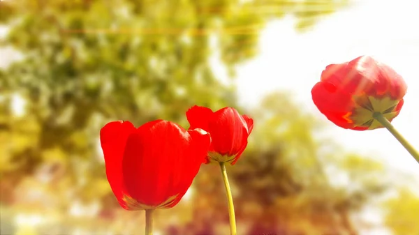 Fleurs Pavot Sur Champ Journée Ensoleillée — Photo