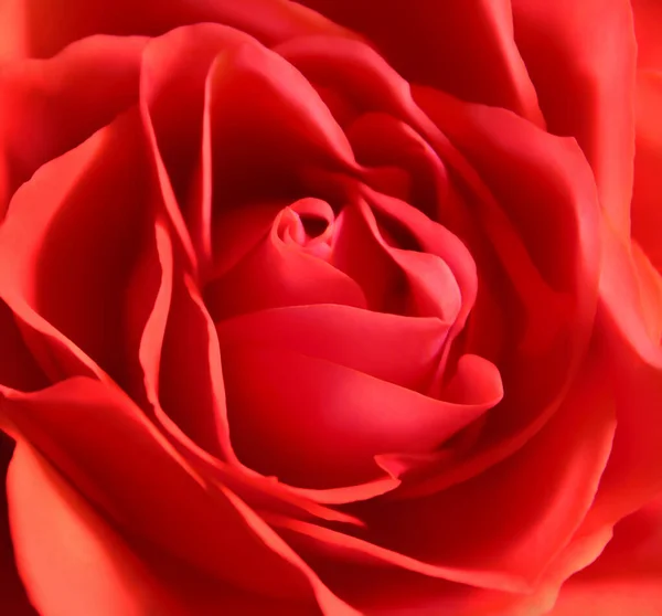 Closeup Photo Beautiful Red Rose Flower — Zdjęcie stockowe