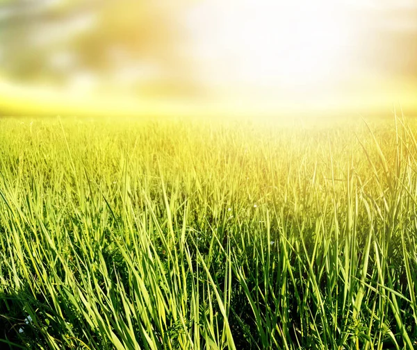 Natuur Achtergrond Met Gras Zon — Stockfoto