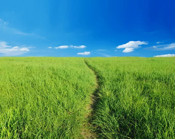 Samotna Ścieżka Przez Zielone Pole — Zdjęcie stockowe