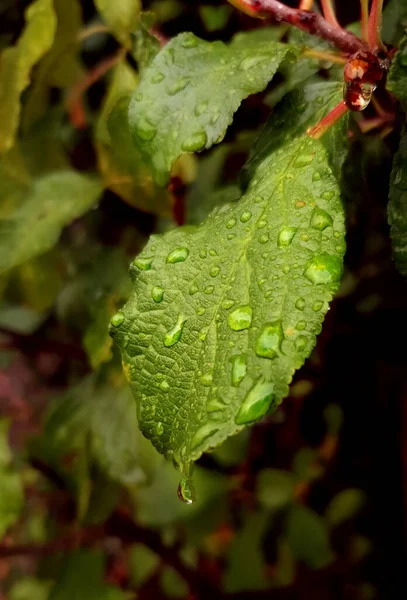 Зелений Лист Краплями Води Фону — стокове фото