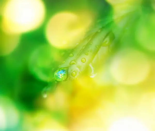 Aarde Waterdruppel Reflectie Onder Groen Blad — Stockfoto
