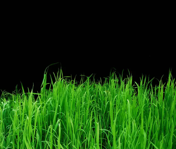 黑色背景下的绿草芽 — 图库照片#