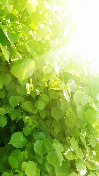 Sommar Bakgrund Med Grönt Träd Solljus Och Solstrålar — Stockfoto