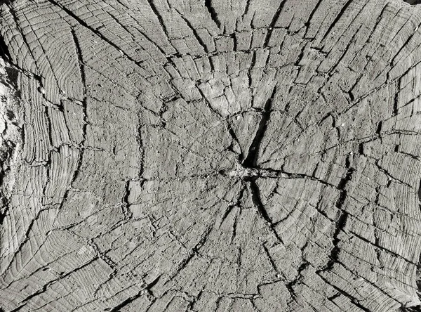古い割れた木の切り株 上からの眺め — ストック写真