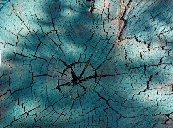 Old Cracked Tree Stump View — Photo